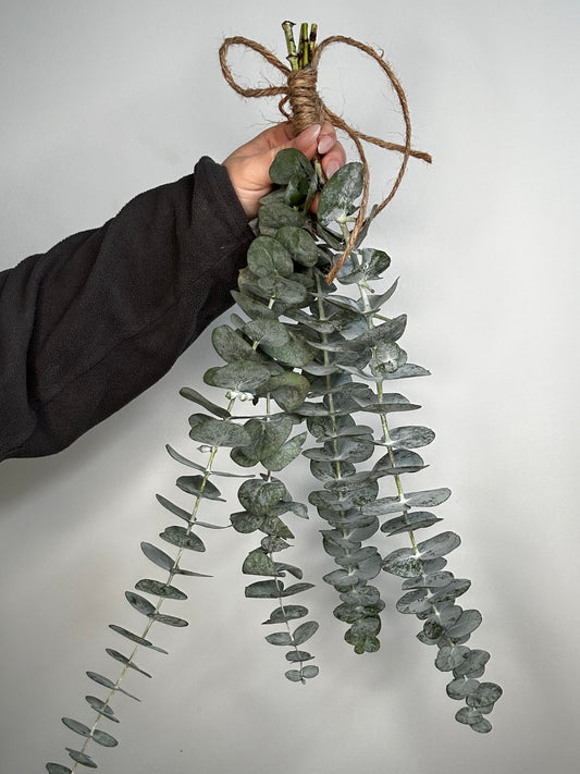 Eucalyptus Bundles